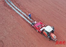 订单农业促增收