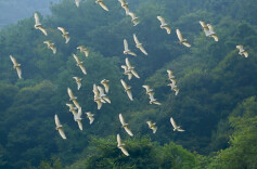 衡南县林业局多措并举筑牢鸟类保护屏障