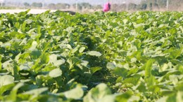 新年新气象 | 会同县堡子镇：万亩油菜冬管忙，静待春天花似海