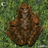 南山国家公园候选区发现角蟾新物种“悠然角蟾”