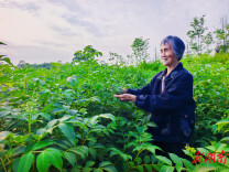 临湘:茱萸红遍致富路 小药材托起共富梦