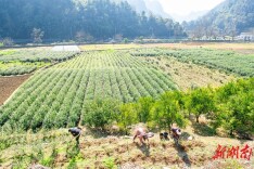 茶苗移栽正当时