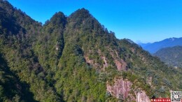 冬日莽山：华南五针松“青绿”绘就自然秘境