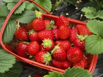 桂阳：盼了一年，新一年的“甜蜜”经济来了