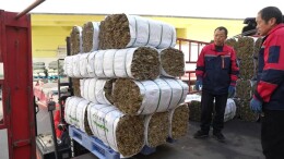 张家界22吨富硒粽叶启程赴中国台湾