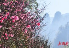 张家界国家森林公园：十里画廊梅花绽放