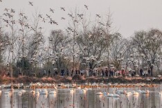 翩翩白鹤入画来 东古湖迎来120余只白鹤