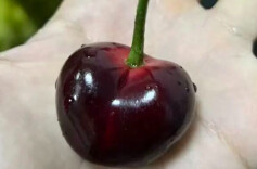 樱桃含褪黑素，真能助眠吗？千万别把水果当安眠药！