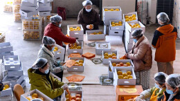 Zhijiang Tangerines Exported to Canada for First Time