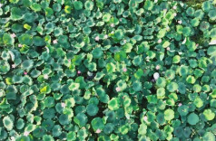 Two Hunan Products Listed as National GI Products