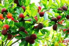 靖州，游在树上挂在水里的味道