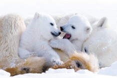 美丽中国相册 | 树立正确的生态美学价值观