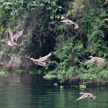 从“少量现身”到“大群出现” 会同渠水湿地迎来候鸟迁徙小高峰