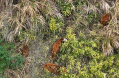 深山黄牛“跑”出致富路，花垣脱贫户“牛”转乾坤