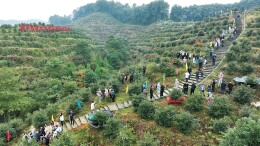 “十五五”，林草机械如何作为？