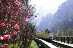 梅花“爆改”长沙冬天 多地红梅预计1月中下旬进入最佳观赏期