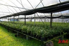 春兰绽香万佛山 兰韵悠悠醉侗乡