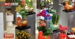 马上过年！年宵花“上新”！“马上花开”系列热销——