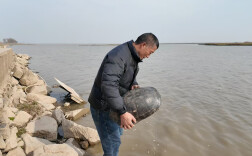 一只龟与一片湖的生态答卷