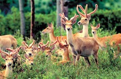 “十四五”林草回眸 | 科学保护之策开创自然生态保护新范式