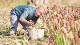 宜章县汤湖里村：白慈姑冬日采收忙