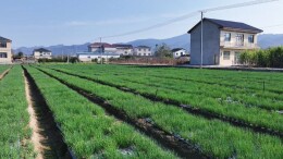 七年深耕，小香葱长成“金色”产业