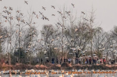 Bird-watching Booms Around Donggu Lake