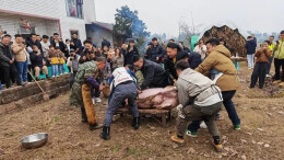 线上“摇人按猪”，线下万人赴宴：一场杀猪宴为何能火遍全网？