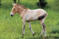 普氏野马在这些地方“安家落户”