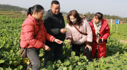 靖州：用精准技术护航油菜安全越冬、稳健生长