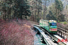 暖冬寻芳！张家界十里画廊千株梅开 生肖萌车穿行花海