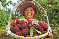 4,500-yr-old yangmei tree branches found
