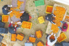 湖南日报·视觉丨嘉禾：水果丰收