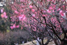 双姝争妍、林鸟翩跹，来省植物园，赴一场冬日之约