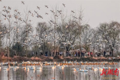 Bird-watching Booms Around Donggu Lake