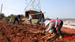 江华白芒营镇：千亩有机淮山“链”动大湾区 