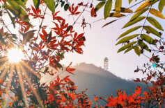 有奖征集丨镜头藏暖 邂逅生活的“小确幸”