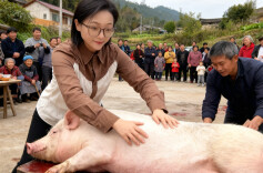 杀年猪请人帮忙赔52万，“按猪”背后的这个法律风险要警惕！︱生活有说“法”·金燕之谈 