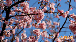 “樱信”提前！湖南这些地方樱花开放了