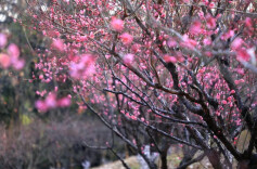 赴一场冬日“鸟语花香”之约