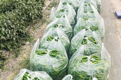 42万亩在园蔬菜长势良好，长沙春节“菜篮子”有保障