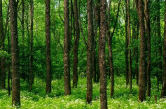 森林可持续经营发展历程与未来方向