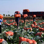  与寒潮“赛跑”！岳阳君山这一幕幕太暖了