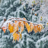  20°降下去，岳阳真要下雪了？！