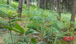 炎陵中医药科普再添新阵地！麦芽药业获批市级科普教育基地