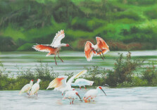 Artist paints the crested ibis back from extinction