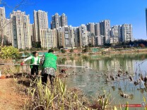 爱莲湖残荷清理行动获居民点赞