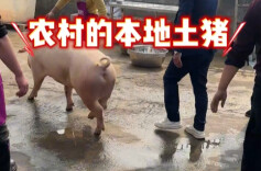 视频丨直击火爆年俗刨猪宴：抓猪！吃肉！