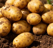 比苹果维C多10倍！这 “不起眼食材”，便宜耐放又百搭，家家户户都爱囤！