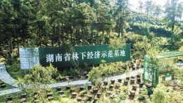 湖南“林下产品”质量合格率超97%